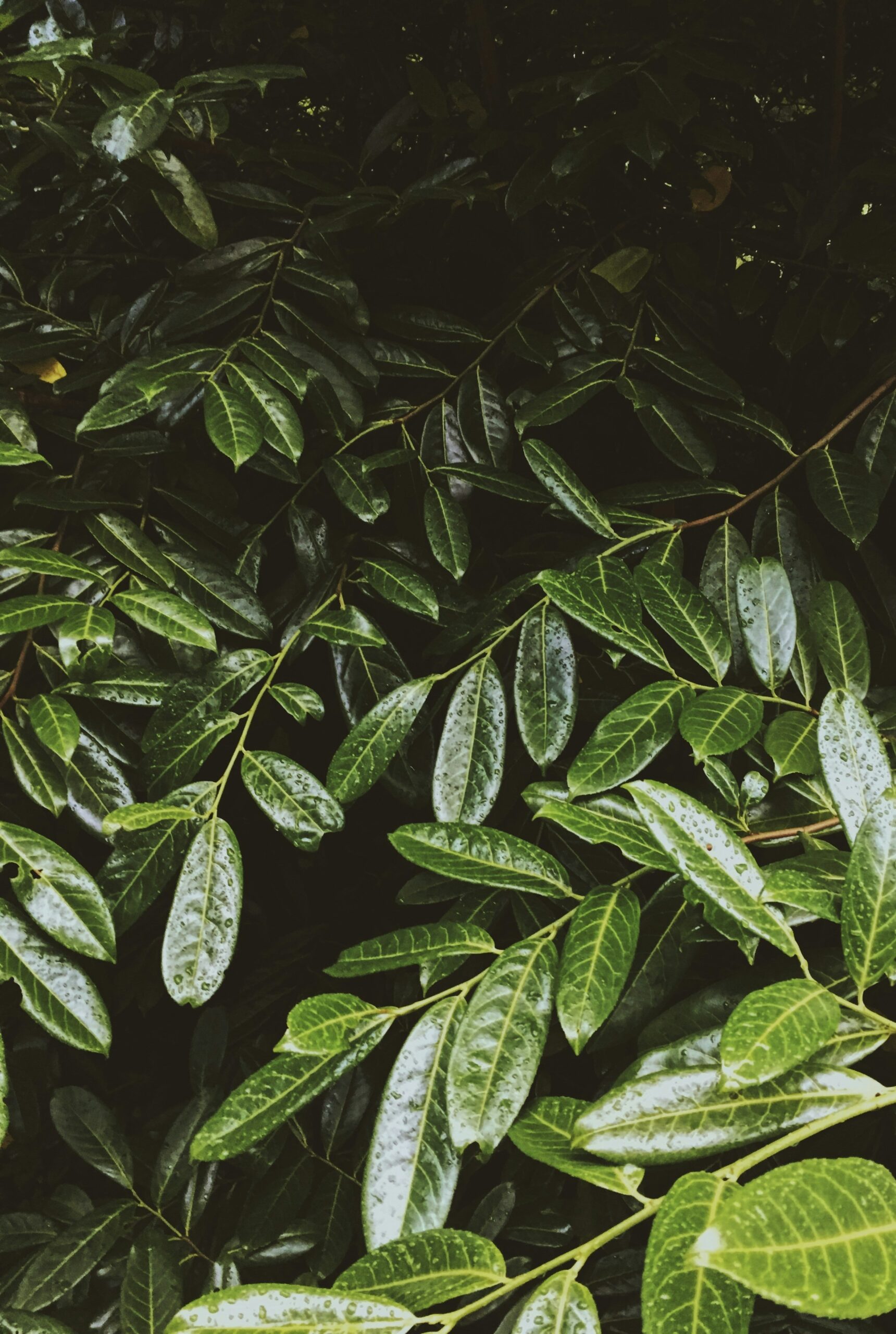 Hello World Featured Image